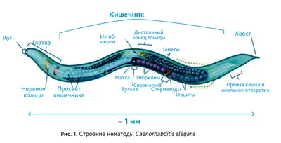 Анализ на нематоды от профессиональной агролаборатории Владам | Владам-Юг -  официальный дистрибьютор семян Clause (Клауз) в Украине