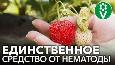 Уражає золотиста картопляна нематода - Статті наших співробітників -  Корисна інформація