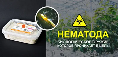 Как избавиться от нематоды на клубнике безопасными методами: рекомендации  эксперта – Mariupol Pitomnik \"AZOV\"