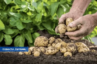 Золотиста картопляна нематода - Карантинні організми Тернопільщини -  Шкідливі організми - Корисна інформація