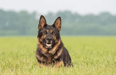 Немецкая овчарка | German sheperd dogs, Shepherd dog breeds, German shepherd