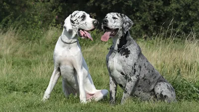 Немецкий дог (Great Dane) - это добродушная и открытая к человеку порода  собак. Фото, описание и отзывы владельцев.