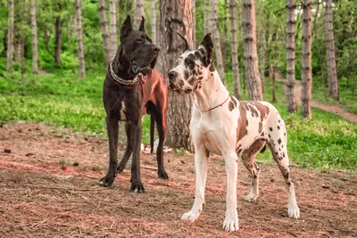 Немецкий дог - описание породы собак: характер, особенности поведения,  размер, отзывы и фото - Питомцы Mail.ru