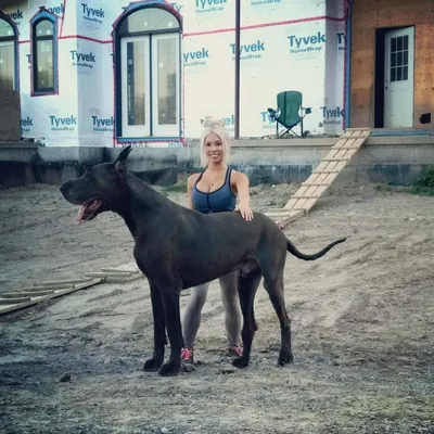 Немецкий дог - одна из самых высоких в мире собак