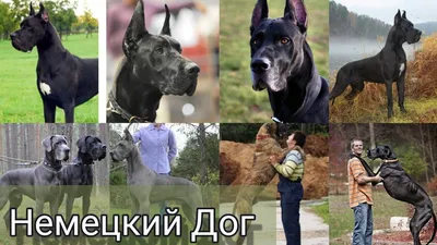 Немецкий дог (Great Dane) - это добродушная и открытая к человеку порода  собак. Фото, описание и отзывы владельцев.