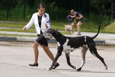 Немецкий дог - порода собаки, фото и щенки | Окрасы | Pet-Yes