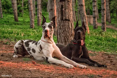 Немецкий дог | Great dane dogs, Dane dog, Dane puppies