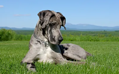 Немецкий дог: фото, характеристика, описание породы | Royal Canin