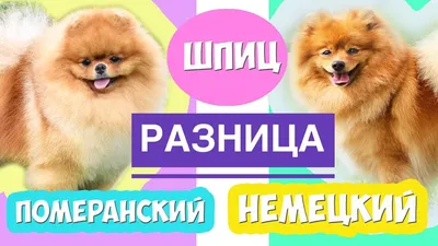 Немецкий (померанский) шпиц - «Шпиц - идеальная собака!» | отзывы