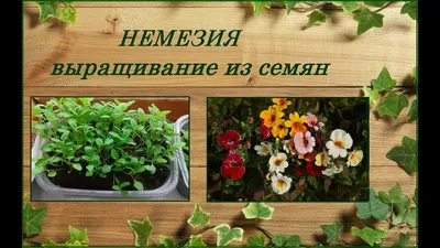 Немезия вегетативная 13 купить, отзывы, фото, доставка - 19ОК. Совместные  покупки