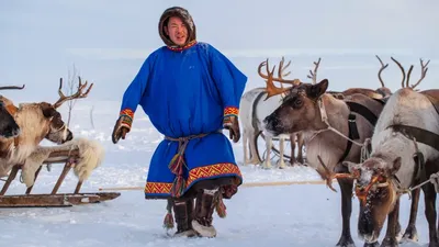 Ненцы, ханты и селькупы: быт и традиции коренных народов Ямала | «Красный  Север»