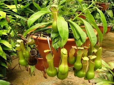 Непентес Бригсиана (Nepenthes × Briggsiana). | Хищные Растения | Дзен