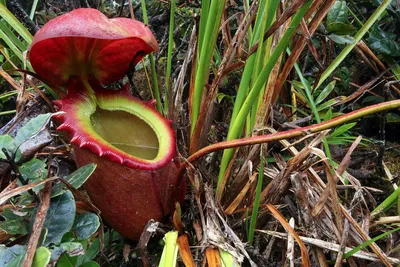 Nepenthes Hookeriana, непентес хукериана, кувшиночник, хищное насекомоядное  растение, экзотическое растение, кустовой непентес