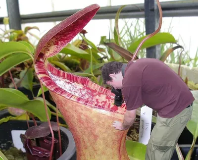 Nepenthes Bloody Mary (Непентес Кровавая Мэри)