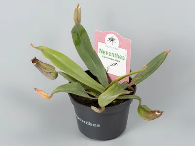 Непентес (Nepenthes)