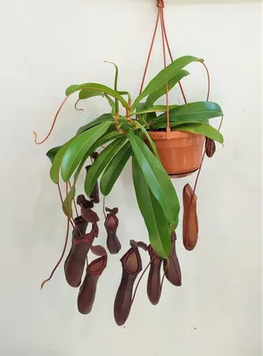 Непентес крылатый (Nepenthes Alata) Каталог орхидей - фаленопсисов,  каттлей, ванд, дендробиумов со всего мира от интернет магазина Ангелок