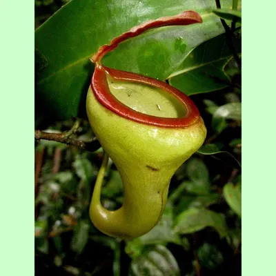 Непентес Алата (Nepenthes Alata)