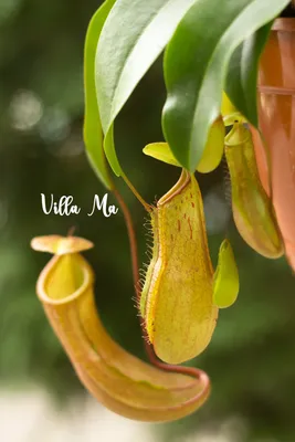 Растение хищник Непентес Кровавая Мэри AlienPlants Nepenthes Bloody Merry  Plants (ID#1895678569), цена: 450 ₴, купить на Prom.ua