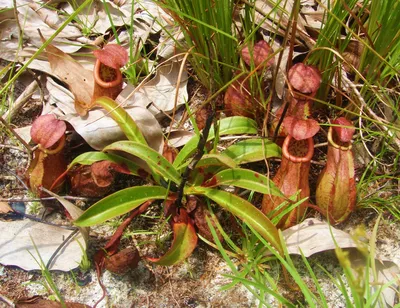 Непентес Бригсиана (Nepenthes × Briggsiana). | Хищные Растения | Дзен