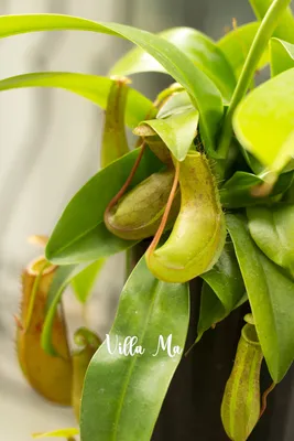 ᐉ Растение хищник Непентес Кровавая Мэри AlienPlants Nepenthes Bloody Merry  (SUN008CP)