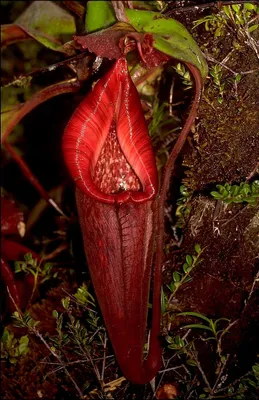 Nepenthes andamana — Википедия