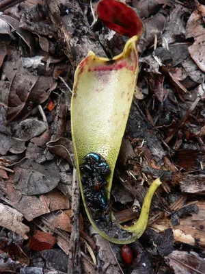 Nepenthes Hookeriana, непентес хукериана, кувшиночник, хищное насекомоядное  растение, экзотическое растение, кустовой непентес