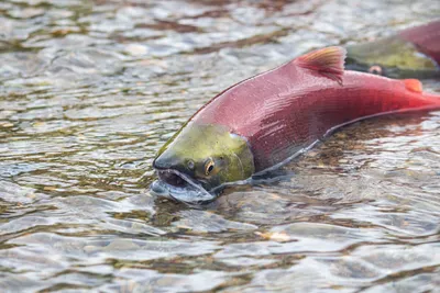 🐟 Нерка, Дальний Восток (кг) - купить с доставкой в СПб | Питер-Корюшка -  интернет магазин