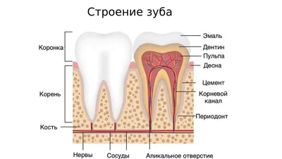 Удаление нерва зуба 🦷 Депульпирование в стоматологии Триодент