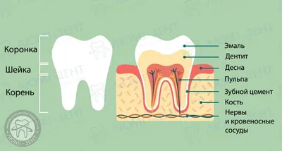 Зачем нужны нервы в зубе, как успокоить боль? – Стоматология «АльфаДент» в  Оренбурге