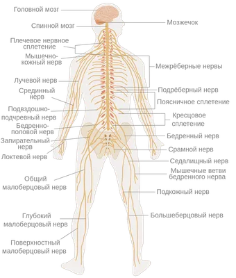 Нервная система человека — Википедия