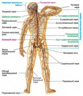 Значение нервной системы человека и особенности ее строения и  функционирования