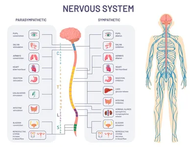 Нервная система человека, плакат глянцевый А1/А2 › Купить оптом и в розницу  › Цена от завода