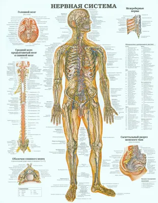 Патологии нервной системы