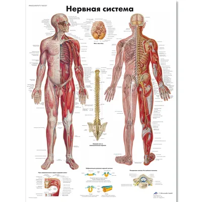 Нервная система (постер). В наличии и англоязычный вариант. | Нервная  система, Преподавание географии, Учащиеся медучилища