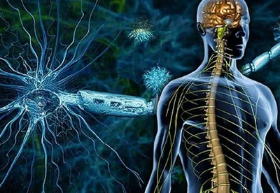 Нервная система человека в полный …» — создано в Шедевруме