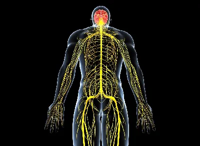 Медицинский плакат \"Нервная система человека\" - 1002327 - VR6620L - 3B  Scientific - ZVR6620L - Lehrtafeln und Poster über die Anatomie des Gehirns  und Nervensystems