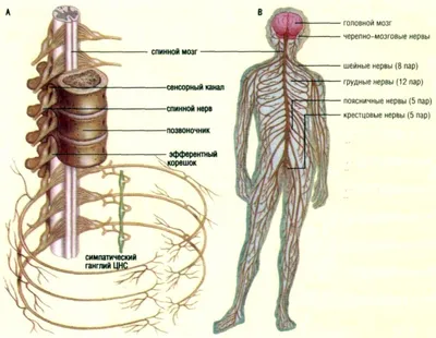Травма периферической нервной системы: симптомы, диагностика, лечение в  Херсоне | Neuro.ks.ua.