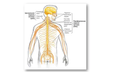 Какую роль играет в организме периферическая нервная система -  Психологічний центр \"Перетворення\"