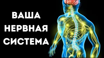 НЕРВНАЯ СИСТЕМА - что такое в Научно-техническом энциклопедическом словаре