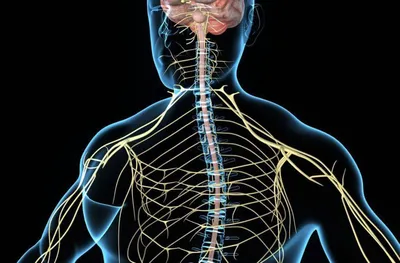 Нервная система человека» — создано в Шедевруме