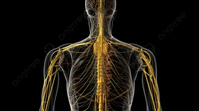 Нервная система человека в полный …» — создано в Шедевруме