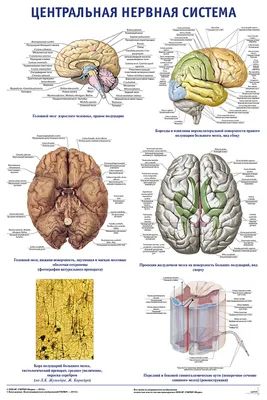нервная система головы и шеи человека, картина спинномозговых нервов,  анатомия, человек фон картинки и Фото для бесплатной загрузки