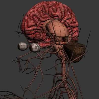 нервная система верхней части тела человека показана в смоделированной  перспективе, изображение спинномозговых нервов фон картинки и Фото для  бесплатной загрузки