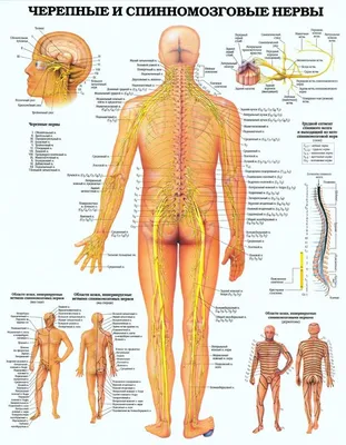 Нервная система человека через …» — создано в Шедевруме