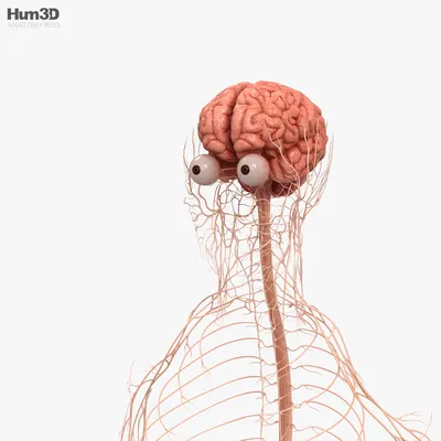 Нервная система - Wikiwand