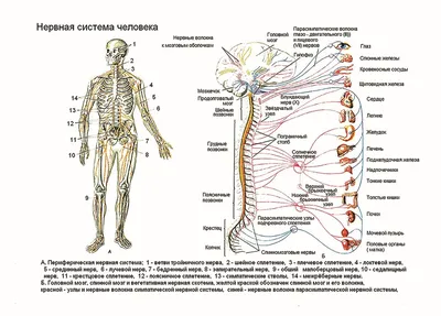 Нервная система человека | Нервная система, Черепно-мозговые нервы, Нерв
