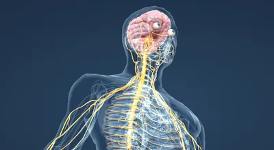 нервная система человека иллюстрация вектора. иллюстрации насчитывающей  нервно - 227768237