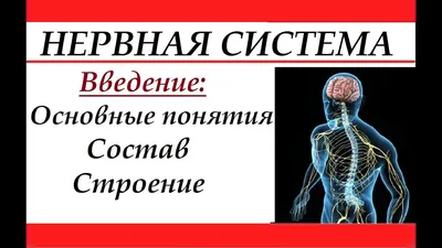 Наука - Центральная нервная система человека. | Facebook