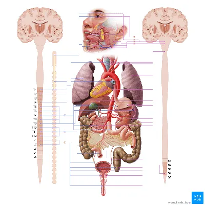 Нервная система человека фото