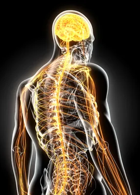 Центральная Нервная Система Человека С Анатомией Мозга — стоковые  фотографии и другие картинки Нервная система человека - iStock